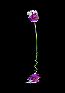 Art style image of white and purple tulip 'Rembrandt' reflected in water; Studio