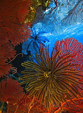 Colourful yellow Crinoid feeding surrounded by red hard coral; Fiji