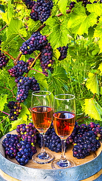 Wine served at a winery with wine glasses and clusters of fresh grapes on a barrel; Quebec, Canada