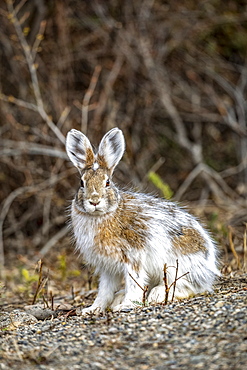 Snowshoe hare (Lepus americanus) changing to summer colours, Denali National Park and Preserve; Alaska, United States of America