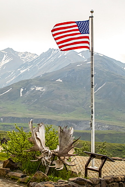 The American Flag flys at the Eielson Visitor Center. Also seen is a rare set of 2 bull moose antlers locked together (the bulls likely died as they couldn't get unlocked). Denali National Park and Preserve, Interior Alaska; Alaska, United States of America