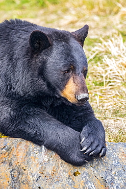 A male Black bear (Ursus americanus) rests on a hillside, Alaska Wildlife Conservation Center; Portage, Alaska, United States of America