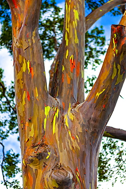 Rainbow Eucalyptus tree (Eucalyptus deglupt); Hawaii, United States of America