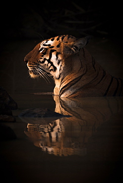 A Bengal tigress (Panthera tigris tigris) lies up to her neck in the dark shadows of a water hole. Her name is Maya 'The Enchantress', and she has orange and black stripes with white patches on her head; India