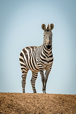 Plains zebra (Equus quagga) stands on ridge in sun, Grumeti Serengeti Tented Camp, Serengeti National Park; Tanzania