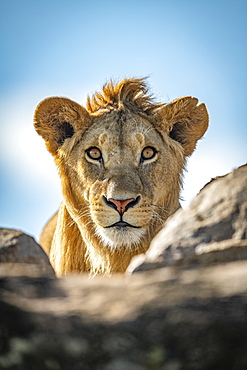 A young male lion (Panthera leo) pokes his head above a rocky ledge under a blue sky. He has a short mane and is staring straight at the camera. Klein's Camp, Serengeti National Park; Tanzania