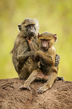 Olive baboon (Papio anubis) sits cuddling baby on bank, Grumeti Serengeti Tented Camp, Serengeti National Park; Tanzania