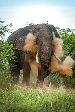 Male African bush elephant (Loxodonta africana) has dust bath, Grumeti Serengeti Tented Camp, Serengeti National Park; Tanzania