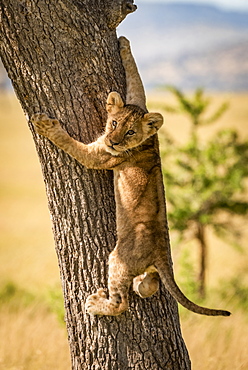 Lion cub (Panthera leo) looks back climbing tree trunk, Grumeti Serengeti Tented Camp, Serengeti National Park; Tanzania