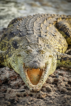 Close-up of Nile crocodile (Crocodylus niloticus) with open jaws, Grumeti Serengeti Tented Camp, Serengeti National Park; Tanzania