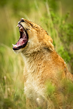 Close-up of lion cub (Panthera leo) yawning in grass, Grumeti Serengeti Tented Camp, Serengeti National Park; Tanzania