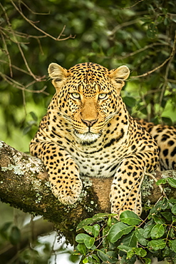 Close-up of leopard (Panthera pardus) facing camera on branch, Cottar's 1920s Safari Camp, Maasai Mara National Reserve; Kenya