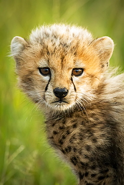 Close-up of cheetah cub (Acinonyx jubatus) sitting on grass, Grumeti Serengeti Tented Camp, Serengeti National Park; Tanzania