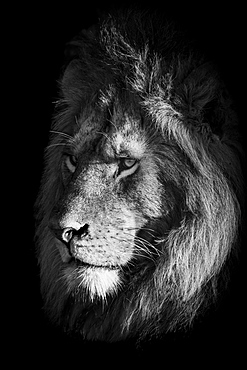 Monochrome close-up of lion (Panthera leo) face in shadows, Klein's Camp, Serengeti National Park; Tanzania