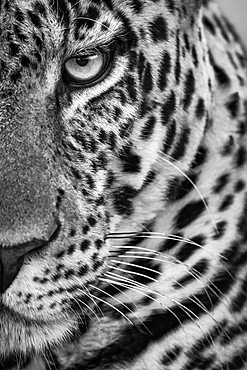 Monochrome close-up of half male leopard (Panthera pardus) face, Cottar's 1920s Safari Camp, Maasai Mara National Reserve; Kenya