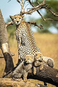 Cheetah (Acinonyx jubatus) sits with two cubs on dead branch, Grumeti Serengeti Tented Camp, Serengeti National Park; Tanzania