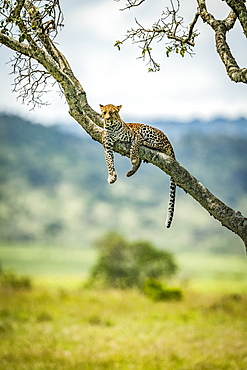 Leopard (Panthera pardus) lies on diagonal branch watching camera, Klein's Camp, Serengeti National Park; Tanzania