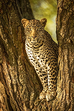 A leopard (Panthera pardus) sits in the forked trunk of a tree. It has a brown, spotted coat and is looking straight at the camera, Serengeti National Park; Tanzania