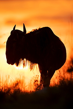 Silhouette of blue wildebeest (Connochaetes taurinus) against sunset sky, Cottar's 1920s Safari Camp, Maasai Mara National Reserve; Kenya