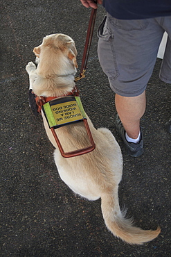 Blind man standing with service dog