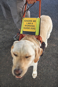 Blind man standing with service dog