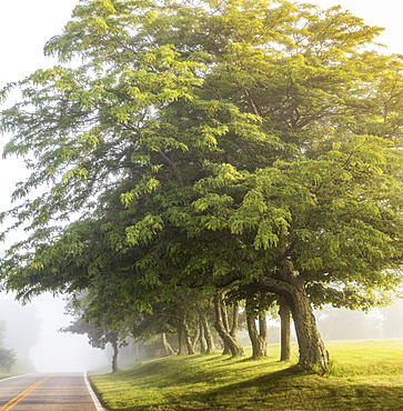 Early morning fog road with trees