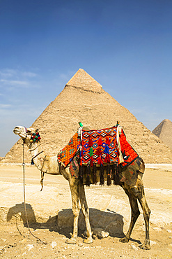 Decorated camel and Pyramid of Khafre (Chephren), Giza Pyramid Complex, UNESCO World Heritage Site; Giza, Egypt