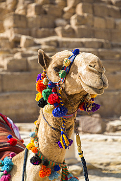 Decorated camel and Giza Pyramid Complex, UNESCO World Heritage Site; Giza, Egypt