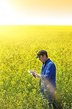 Farmer standing in a canola field using a tablet and inspecting the yield at sunrise; Alberta, Canada