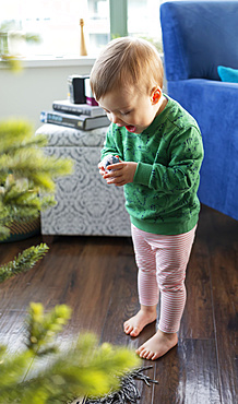 A toddler girl discovers a piece of a nativity set under the Christmas tree; Surrey, British Columbia, Canada