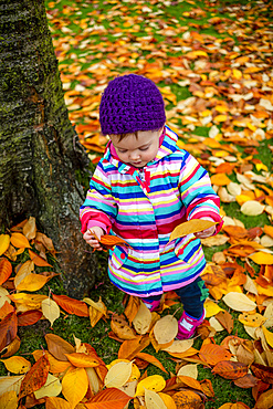 A toddler girl standing outside in leaf litter on the ground, holding and looking at an autumn coloured leaf; Surrey, British Columbia, Canada