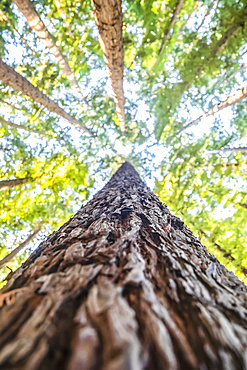 Looking directly up the bark of a tree trunk at the treetops of the California Redwoods (Sequoia sempervirens) and blue sky; Beech Forest, Victoria, Australia