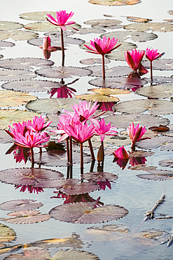 Blossoming fuchsia lotus (Nelumbo) plants, Red Lotus Sea, Nong Han Lake; Thailand