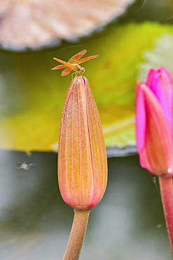 Insect resting on a lotus flower bud (Nelumbo), Nong Han Lake; Thailand