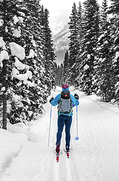 Female snowshoeing on snow-covered trail amongst snow-covered trees, Banff National Park; Lake Louise, Alberta, Canada