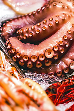 Octopus tentacles in a seafood market; Valencia, Valencia, Spain