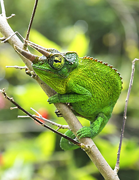 Jackson's Chameleon (Trioceros jacksonii) sitting on a tree branch; Kihei, Maui, Hawaii, United States of America