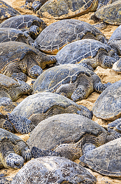 Numerous Green sea turtles (Chelonia mydas) sleeping on the sand on the beach; Kihei, Maui, Hawaii, United States of America