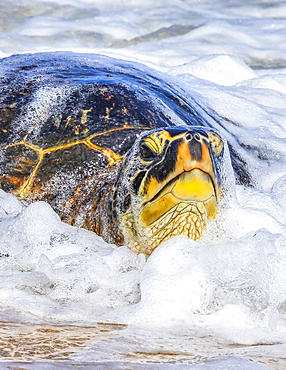 A Green sea turtle (Chelonia mydas) on the beach in the surf; Kihei, Maui, Hawaii, United States of America