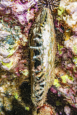 Live Black-Lipped Pearl Oyster (Pinctada margaritifera) living on Haloha Reef off Maui; Maui, Hawaii, United States of America