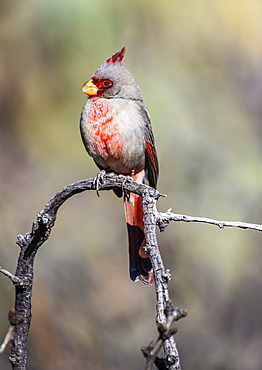 Male Pyrrhuloxia (Cardinalis sinuatus) perched on a dead branch in the foothills of the Chiricahua Mountains near Portal; Arizona, United States of America