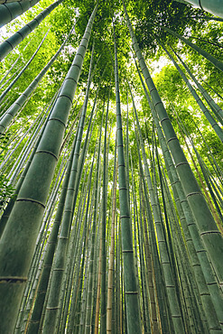 Kameyama bamboo forest; Kyoto, Kansai, Japan