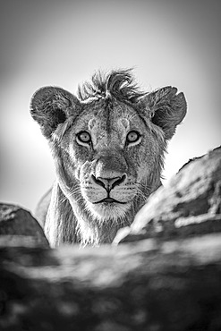 A young male lion (Panthera leo) pokes his head above a rocky ledge under a blue sky. He has a short mane and is staring straight at the camera. Shot with a Nikon D850 in Serengeti National Park; Tanzania