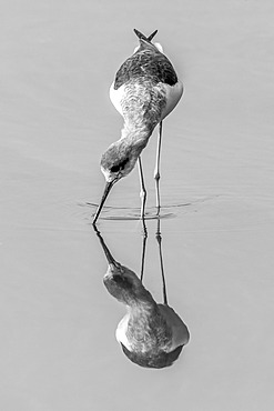 An immature black-winged stilt (Himantopus himantopus) with its beak in the water walks through the shallows of a perfectly calm lake, matched by its own reflection. Shot with a Nikon D800 at Ranthambore National Park in India; Rajasthan, India