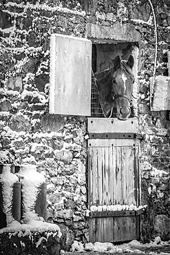 Black and white image of a horse (Equus Caballus) looking out of an old snow-covered stone stable building in winter; Rathcormac, County Cork, Ireland