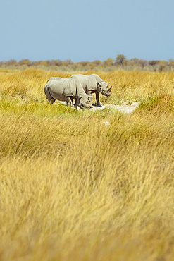 Black Rhinoceros (Diceros bicornis), Etosha National Park; Namibia