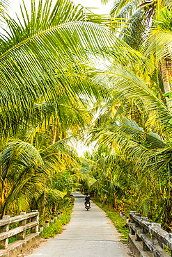 Man riding a motorbike down a path lined with lush palm trees in the Mekong River delta; Vietnam