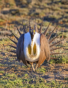 Greater Sage-grouse (Centrocercus urophasianus); Fort Collins, Colorado, United States of America