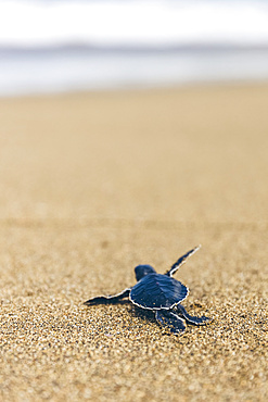 Baby turtle at Pantai Pandan Sari, crawling on the sand; East Java, Java, Indonesia