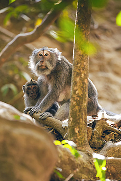 Balinese long-tailed Monkeys (Macaca fascicularis), Ubud Monkey Forest; Bali, Indonesia